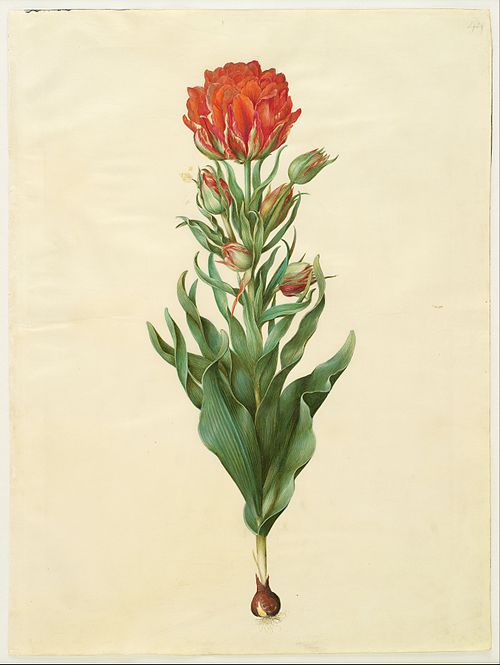Tulipa gesneriana, 1650, Hans Simon Holtzbecker