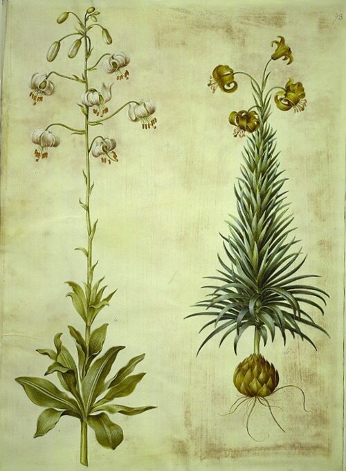 Lilium martagon, 1700, Hans Simon Holtzbecker