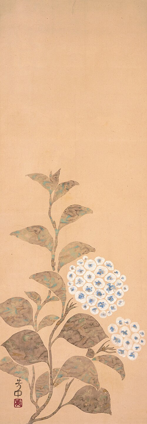 Hydrangea, , Nakamura Hochu