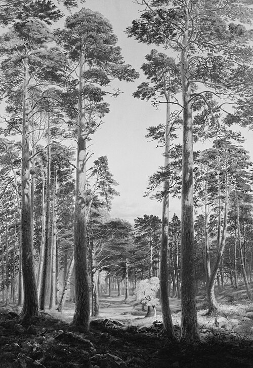 The Ballochbuie Forest, 1876, Andrew MacCallum
