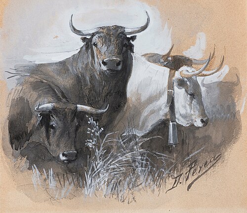 Toros y cabestros, 1892, Daniel Perea
