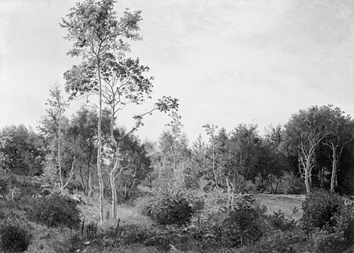 Lysning i Nordskoven ved Jægerspris, 1847, Vilhelm Kyhn