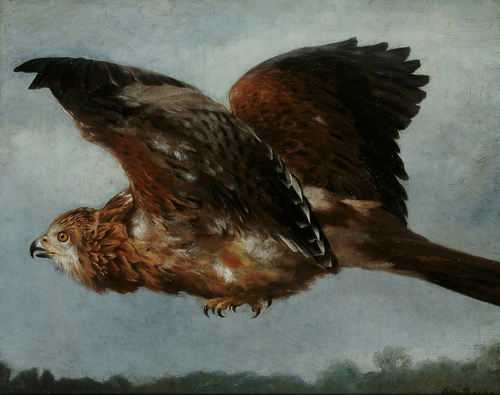 A buzzard in flight., 1892, Otto Bache