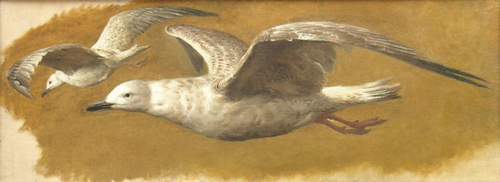 Two herring gulls., 1892, Otto Bache