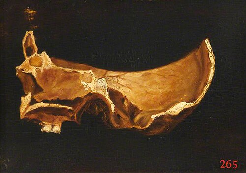 Skull, Section, , Jacobus Schijnvoet