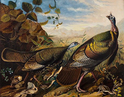Wild Turkey Cock, Hen and Young, 1826, Jean-Jacques Audubon