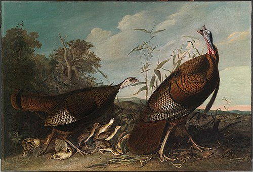 Wild Turkey Cock, Hen, and Chicks, 1828, Jean-Jacques Audubon