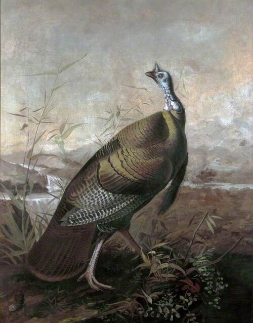 American Turkey, 1826, Jean-Jacques Audubon