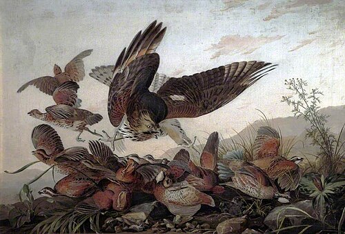 Hawk Attacking Partridges, 1826, Jean-Jacques Audubon
