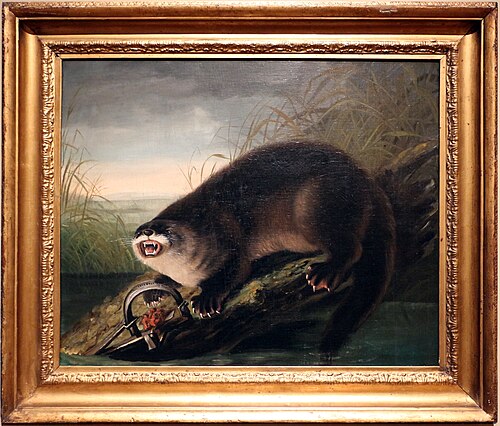 londra intrappolata (lontra canadese), 1950, Jean-Jacques Audubon