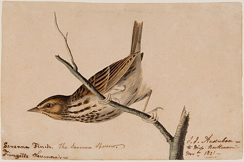 Savanna Finch (Fringilla savanna), 1831, Jean-Jacques Audubon