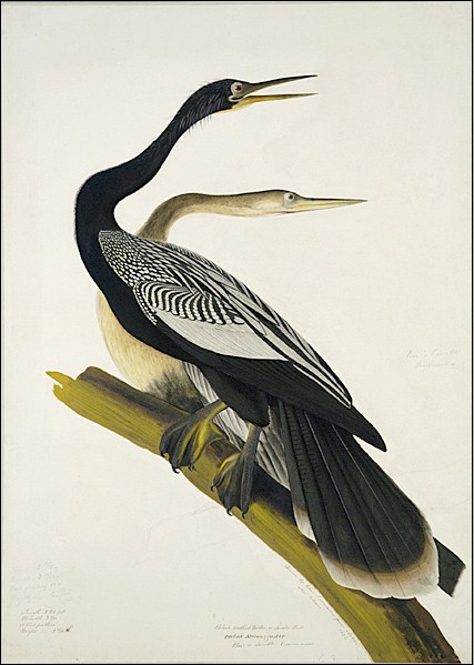 Black Bellied Darter or Snake Bird., 1822, Jean-Jacques Audubon