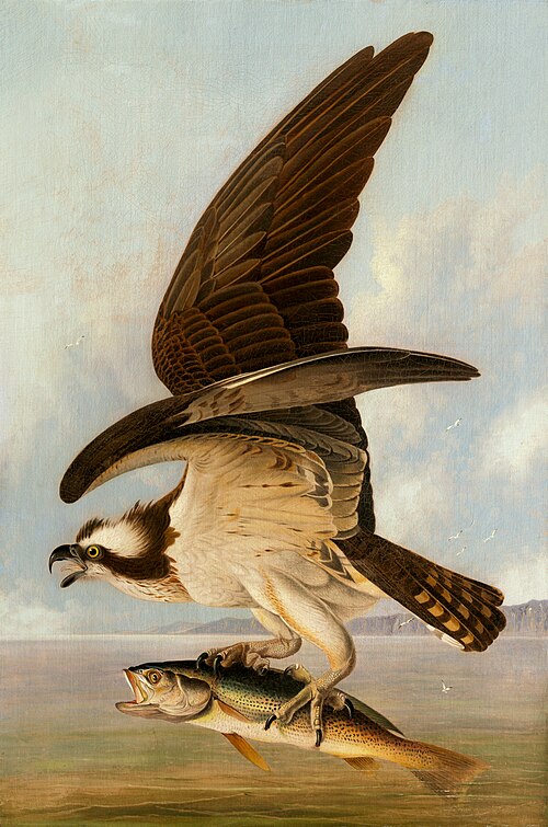 Osprey and Weakfish, 1829, Jean-Jacques Audubon