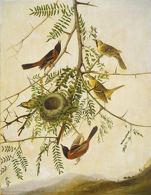 Orchard Oriole, 1830, Jean-Jacques Audubon