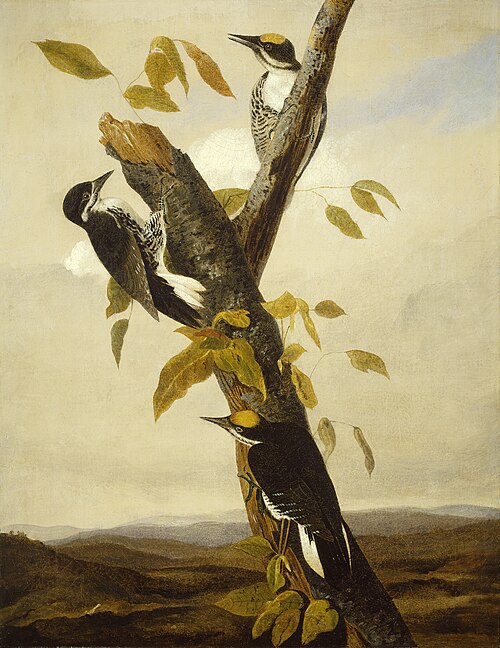 Black-Backed Three-Toed Woodpecker, 1831, Jean-Jacques Audubon