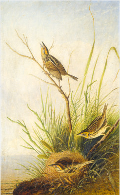 Sharp-Tailed Finch, 1831, Jean-Jacques Audubon