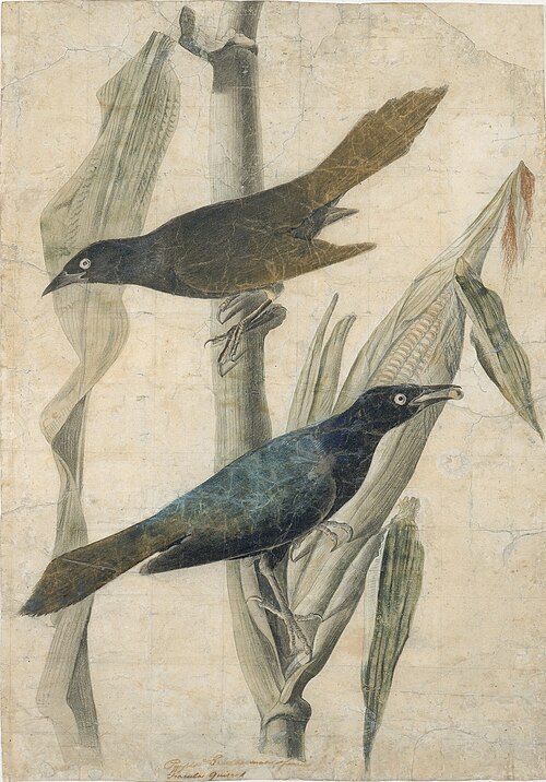 Purple Grackle, 1818, Jean-Jacques Audubon