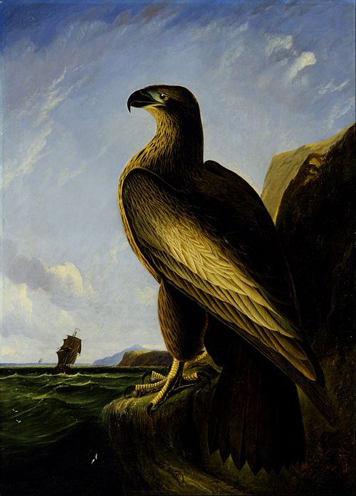 Washington Sea Eagle, 1836, Jean-Jacques Audubon