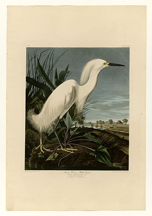 Snowy Heron or White Egret, 1830, Jean-Jacques Audubon