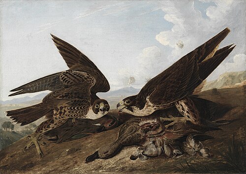 Peregrine Falcons (Duck Hawks), 1827, Jean-Jacques Audubon