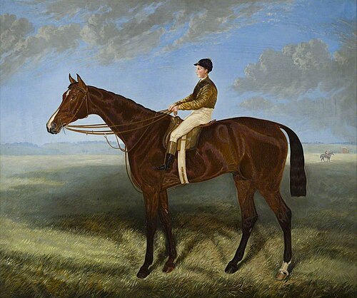 Salpinctes, , Edmund, II Havell