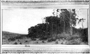 Bosgezicht, 1906, Cornelis Kuypers