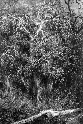 Sous-Bois, 1860, Adolphe Hervier