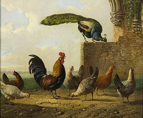 Haan met kippen en pauw, 1875, Albertus Verhoesen