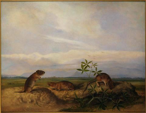 Townsend's Meadow Mouse, Meadow Vole and Swamp Rice Rat (or Rice Meadow Mouse), , John Woodhouse Audubon