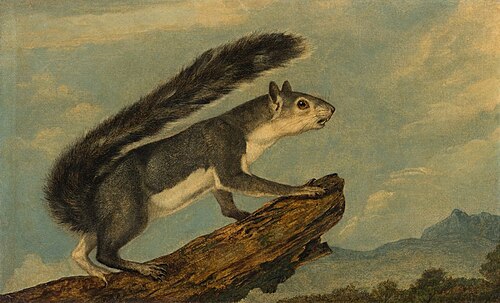 California Gray Squirrel, 1853, John Woodhouse Audubon