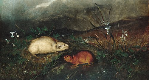 Hudson's Bay Lemming, 1846, John Woodhouse Audubon