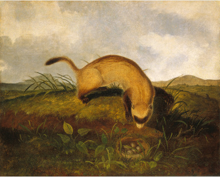 Black-Footed Ferret, 1840, John Woodhouse Audubon