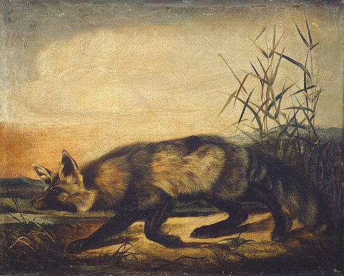 Long-Tailed Red Fox, 1850, John Woodhouse Audubon
