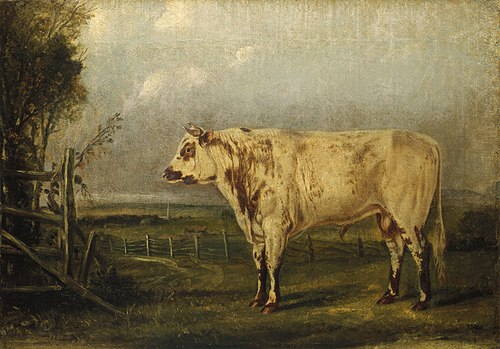 A Young Bull, 1849, John Woodhouse Audubon