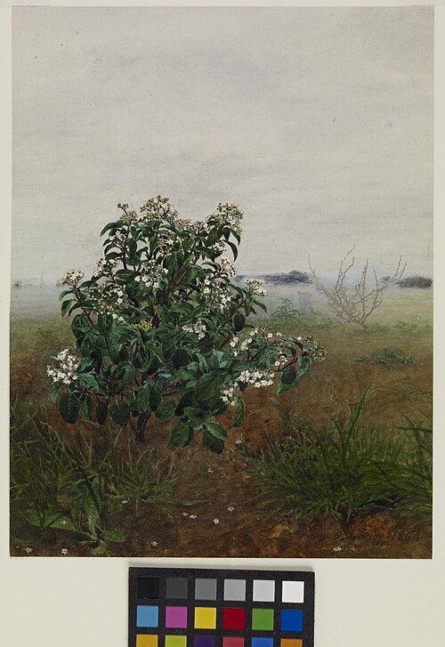 The Flowering Shrub, 1864, Léon Bonvin