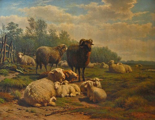 Schapen in weide, , Frans Lebret