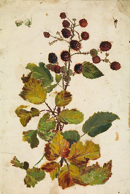 Blackberries, 1879, Beatrix Godwin Whistler