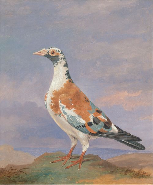 Studies of carrier pigeon, 1837, Dean Wolstenholme the younger