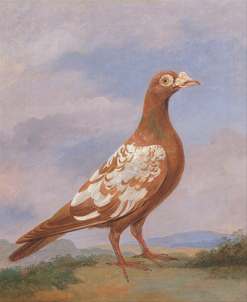 Red pied carrier, 1837, Dean Wolstenholme the younger