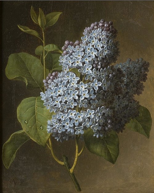 Lilac Blossoms, 1800, Christiaan van Pol