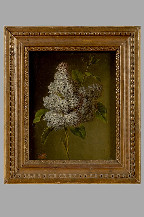 Etude d'une branche de lilas, 1650, Christiaen van Pol