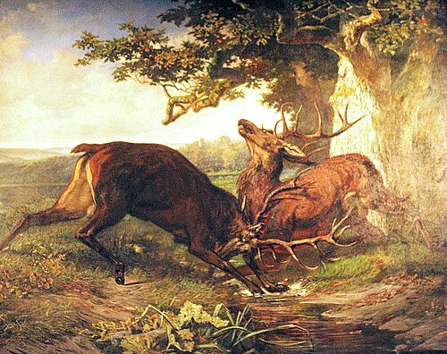 Combat de cerfs, 1861, Martinus Kuytenbrouwer