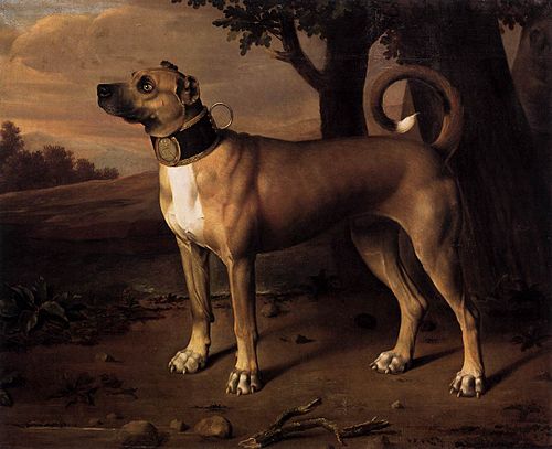 Ulmer Dogge, 1705, Johann Christof Merck