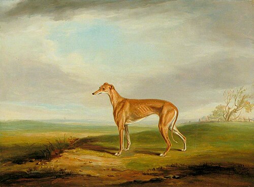 Greyhound, 1822, William Henry Davis