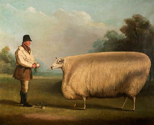 Prize Sheep, 1838, William Henry Davis