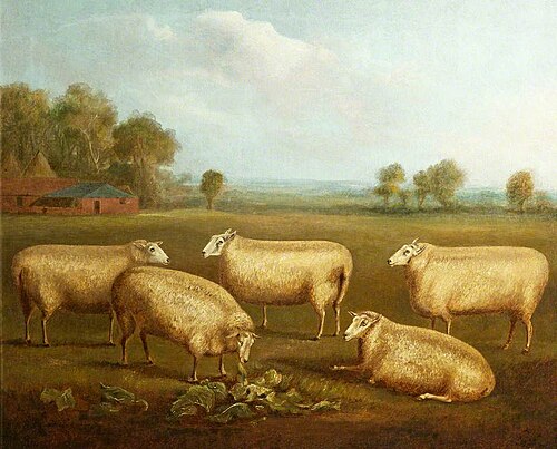 Five Leicester Sheep, , William Henry Davis