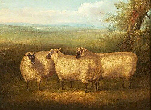 Three South Down Sheep, 1800, William Henry Davis