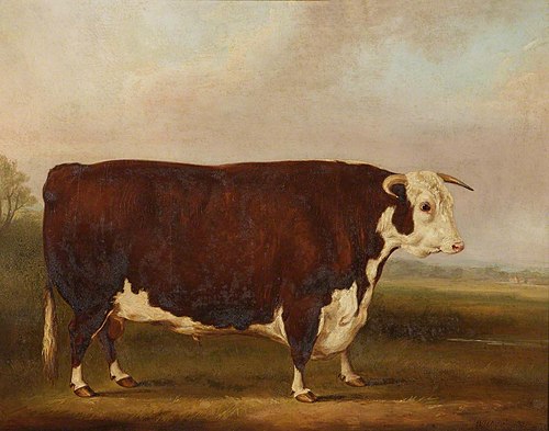 Hereford Bull, 1851, William Henry Davis