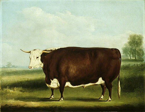 Hereford Bull, 1853, William Henry Davis