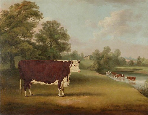 Hereford Cow near Cronkhill Farmhouse, 1858, William Henry Davis